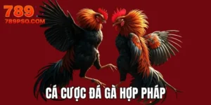 cá cược đá gà hợp pháp